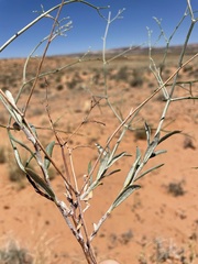 Eriogonum leptocladon