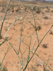 Eriogonum leptocladon