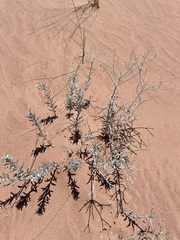 Eriogonum leptocladon