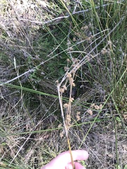 Juncus flavidus
