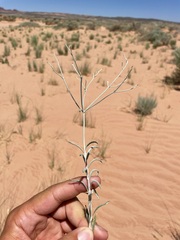 Eriogonum leptocladon