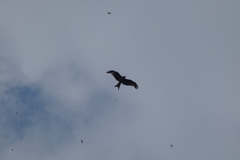Milvus milvus