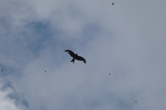 Milvus milvus