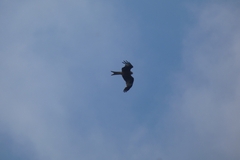 Milvus milvus