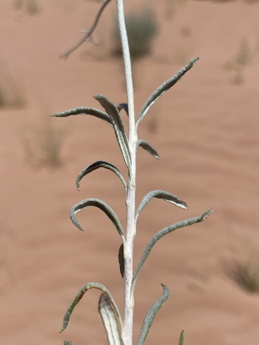 Image of Eriogonum leptocladon by (c) Matt Berger, some rights reserved (CC BY)