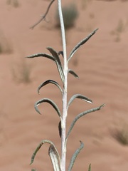Eriogonum leptocladon