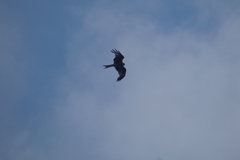 Milvus milvus