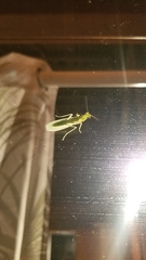 Tropidomantis kawaharai
