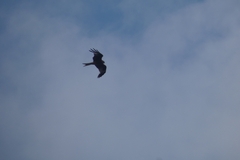 Milvus milvus