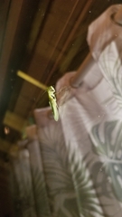 Tropidomantis kawaharai