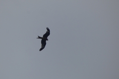 Milvus milvus