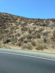 Eriogonum fasciculatum