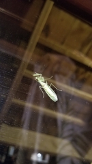 Tropidomantis kawaharai