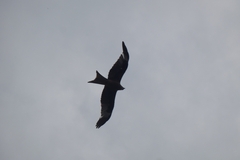 Milvus milvus