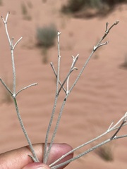 Eriogonum leptocladon