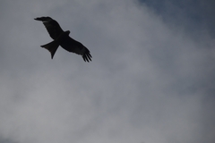 Milvus milvus