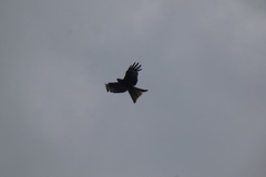 Milvus milvus