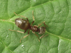 Lasius pallitarsis