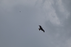 Milvus milvus