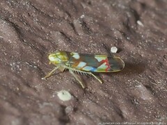 Erythroneura elegans