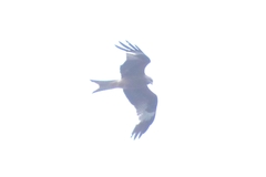 Milvus milvus