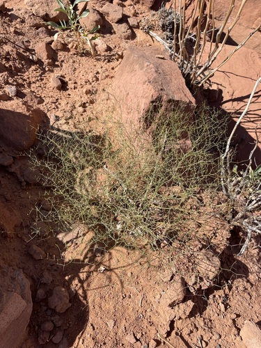 Image of Eriogonum wetherillii by (c) Matt Berger, some rights reserved (CC BY)