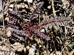 Pedicularis semibarbata charlestonensis