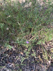 Centratherum riparium