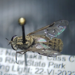 Silvius quadrivittatus