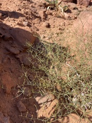 Eriogonum wetherillii