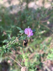 Centratherum riparium