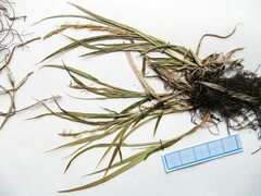 Carex bostrychostigma