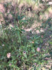 Centratherum riparium