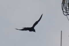 Corvus corone