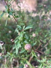 Centratherum riparium