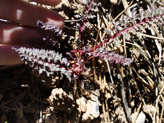 Pedicularis semibarbata charlestonensis