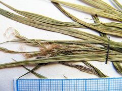 Carex bostrychostigma