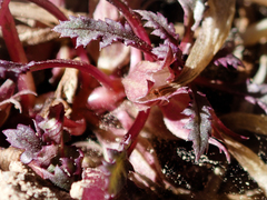Pedicularis semibarbata charlestonensis