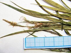 Carex bostrychostigma