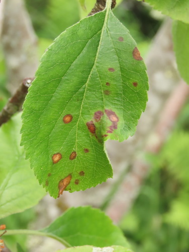 Eutypella juglandicola, 2022-06-14