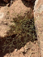 Eriogonum wetherillii