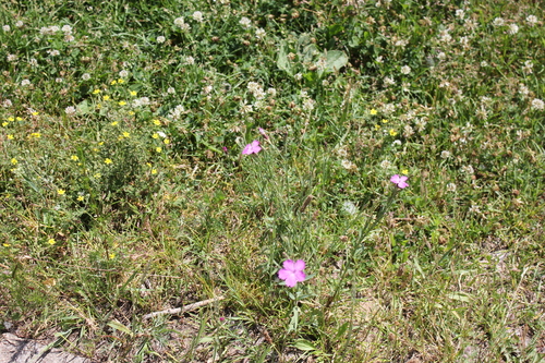 Dianthus chinensis