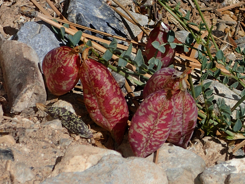 Astragalus oophorus var. clokeyanus