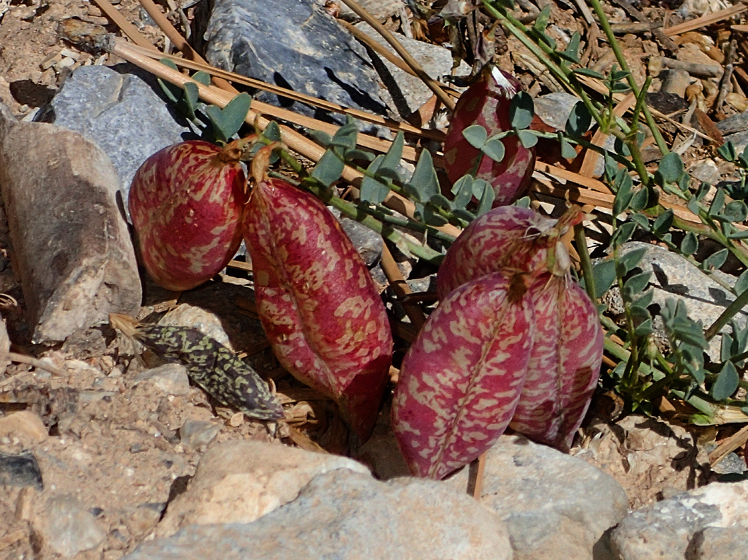 Astragalus oophorus var. clokeyanus