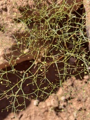 Eriogonum wetherillii
