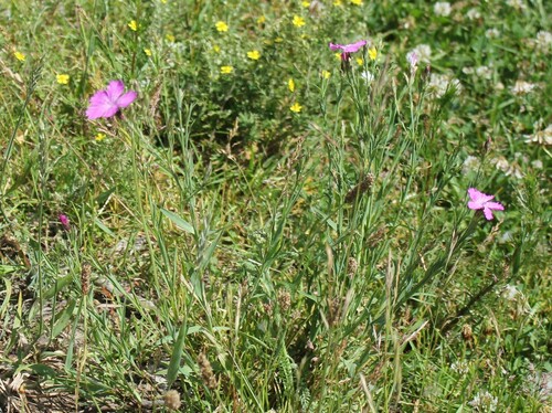 Dianthus chinensis