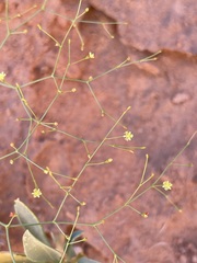 Eriogonum wetherillii