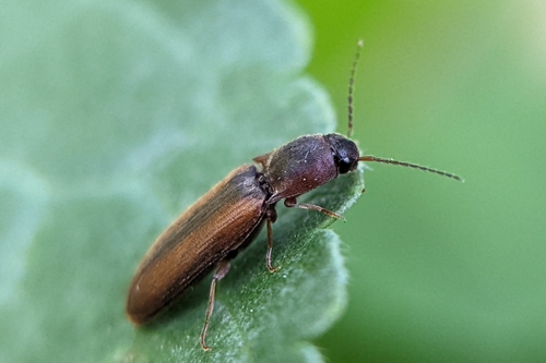 margined click beetle, photo 2 of 10
