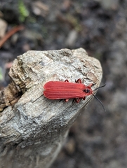 Dictyoptera