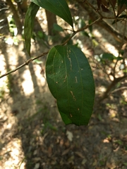 Acacia bakeri